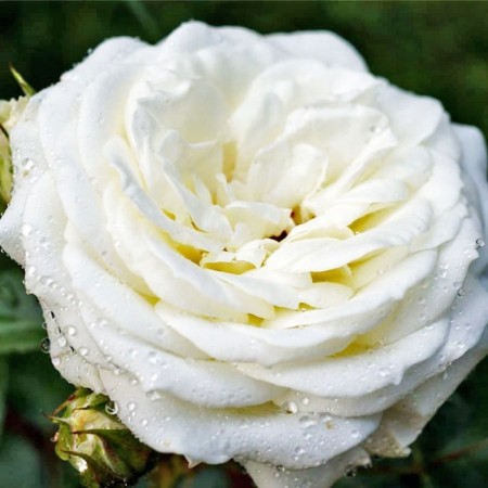 Seedling rose Anastasia, tea-hybrid, pot 2 l., Summer 2024