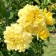 Rosa Tephia seedlings series of premium, 1 pcs Spring 2024