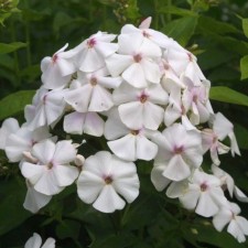 Seedling phlox Merlinka, pot P9, summer 2024