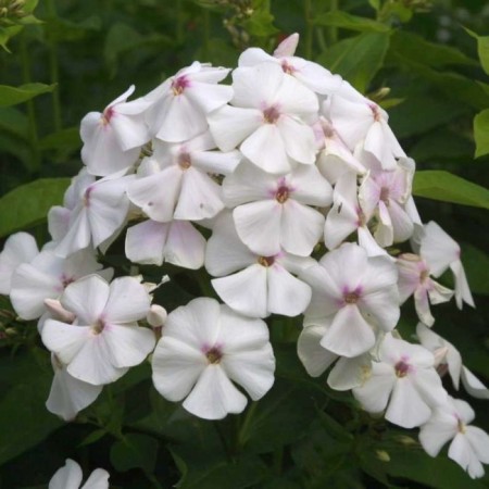 Seedling phlox Merlinka, pot P9, summer 2024