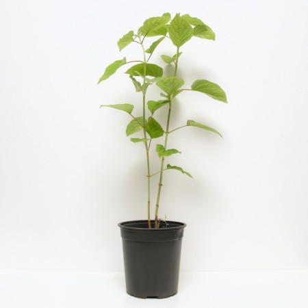 Hydrangea tree anabel, C3 pot, H10-50 height, 1 pc, summer 2024-1