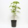 Hydrangea tree anabel, C3 pot, H10-50 height, 1 pc, summer 2024