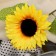 Artificial flowers "sunflower" volume, 13x45 cm