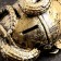 Piggy bank "Snake with a barrel" Small gold, 14x19x12cm