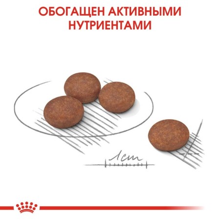 Dry food RC mini digestive Care for small dogs with sensitive gastrointestinal tract, 3 kg-4
