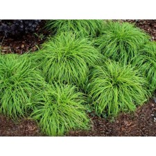 Sedge clove bittalls, s2 pot, H10-50 height, 1 pc, summer 2024