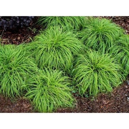 Sedge clove bittalls, s2 pot, H10-50 height, 1 pc, summer 2024