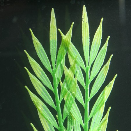 Silicone aquarium plant, glowing in the dark, 6.5 x 18 cm, green-2