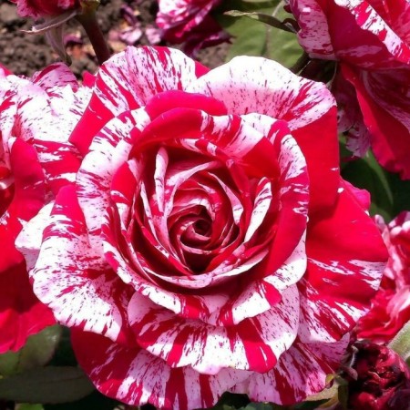 Seedling rose Arrow Folic, spray rose, pot 2 l., Summer 2024