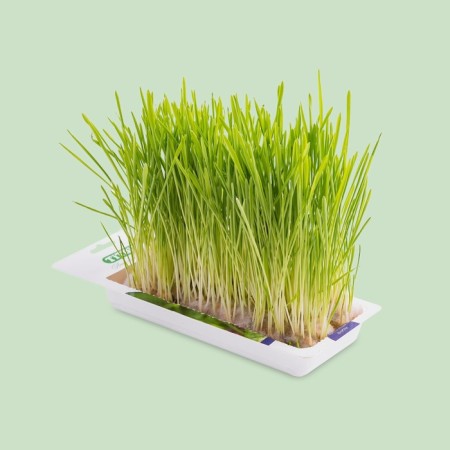 Titbit grass for cats, barley, 50 g-1