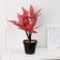 Bonsai in the pot "Tradescantia Color" 10x26 cm, mix