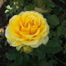 Seedling rose 