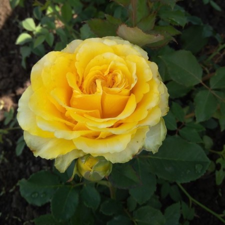 Seedling rose "Gold Sphinx", tube, spring 2025