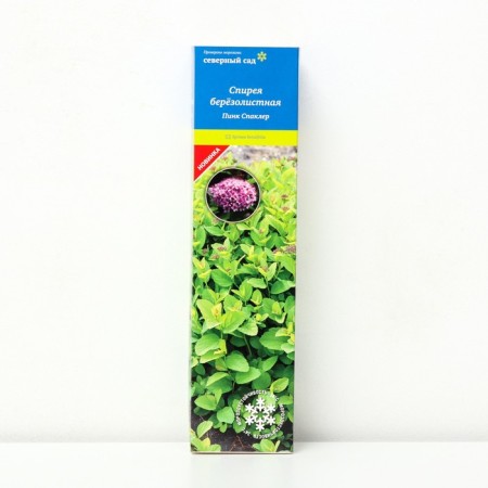 Birch line spirea (Northern Garden series) "Pink Spick", 1 pc, tube, spring 2025