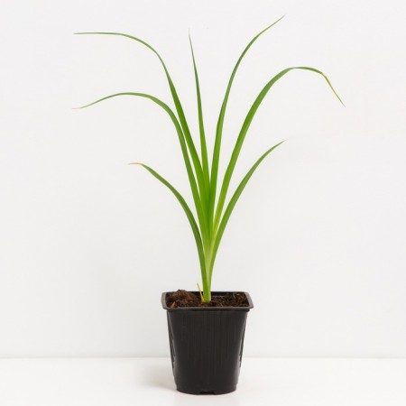 Lilenik Hybrid France Hals, C2 pot, H10-50 height, 1 pc, summer 2024-1