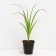 Lilenik Hybrid France Hals, C2 pot, H10-50 height, 1 pc, summer 2024