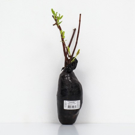 Edible honeysuckle (Northern Garden series) "Souvenir", 1 pc, tube, spring 2024-2