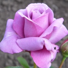 Seedling rose 