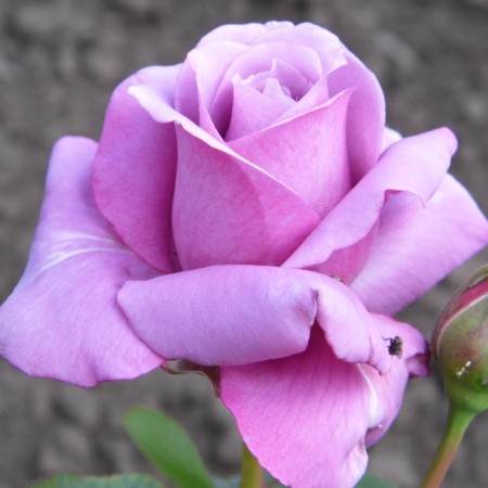 Seedling rose "Blue Nile", tube, spring 2025