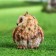 Garden figure "Eagle owl" 13x11x14cm
