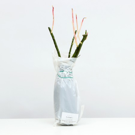 Sahenian Rosa Tea-Hybride "Papa Meyan", 1 pc, Spring 2024-3