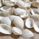 Set of shells, cardium elongatum, size 2.5 - 3.5 cm, 100 g