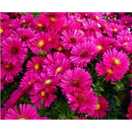 Astra shrub Jenny, pot C2, 1 pc, summer 2024