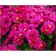 Astra shrub Jenny, pot C2, 1 pc, summer 2024