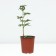 PION Milk -flowered coral charm, pot C3, 1 pc, summer 2024