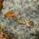 Tailor-Talisman "Infinity", natural amber
