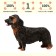 Figure "On the farm: long -haired dachshund"