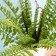 Artificial plant "Paporotnik Nefrolepis", height 43 cm