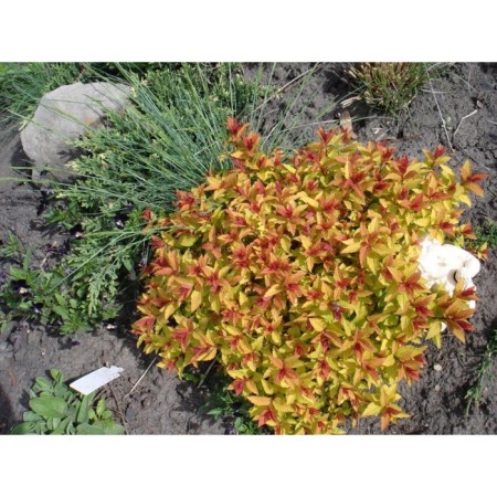 Spirea Japanese Merlo Gold, C2 pot, H10-50 height, 1 pc, summer 2024