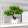 Bonsai in the pot "Agawa straight" 27x25 cm