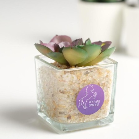 Succulent in the ceramic pot of You Are Unique, 7.5 × 5.5 × 6 cm