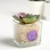 Succulent in the ceramic pot of You Are Unique, 7.5 × 5.5 × 6 cm