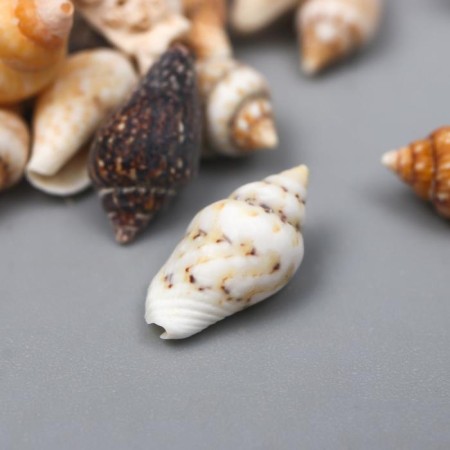 Decorative shells "Nassa" 100 g ± 5 g 0.6-1.2 cm
