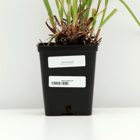 Snow's coarse, P9 pot, 1 pc, spring 2024-3