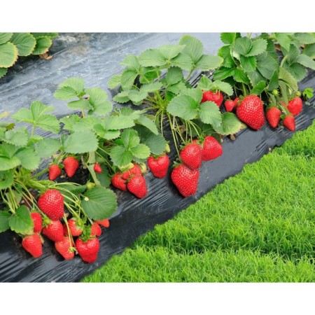 Strawberry Garden Vim Rina, P9 Pot, 1 pc, summer 2024