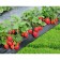 Strawberry Garden Vim Rina, P9 Pot, 1 pc, summer 2024