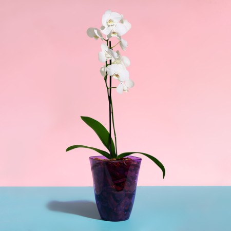 Pot for orchids, 1.5 l, 13 × 17 cm, plastic, transparent purple-2