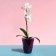 Pot for orchids, 1.5 l, 13 × 17 cm, plastic, transparent purple