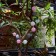 Sadovaya garland on the solar battery "Blood" Uniel, IP44, 1.8 m, warm white