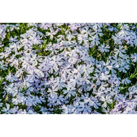 Flox Shilled Emerald Kyushn Blue, C2 pot, H10-50 height, 1 pc, summer 2024