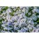 Flox Shilled Emerald Kyushn Blue, C2 pot, H10-50 height, 1 pc, summer 2024
