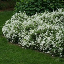 Seedling of graceful 