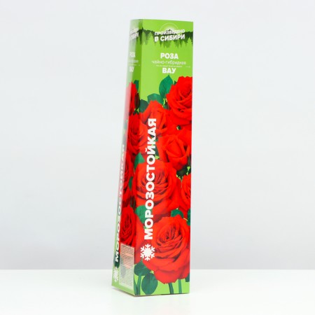Seedling rosa wow, 1 pc, spring 2024-1