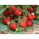 Strawberry garden Kokinskaya Early, p9 pot, 1 pc, summer 2024