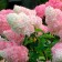 Hydrangea blizzard vanilla Frez, c1.3 pot, 1 pc, summer 2024