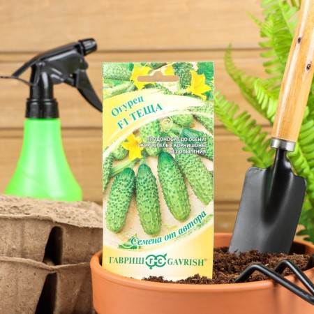 Cucumber seeds "mother -in -law" F1, cornishon, early -grown, parthenocarpic, 10 pcs.